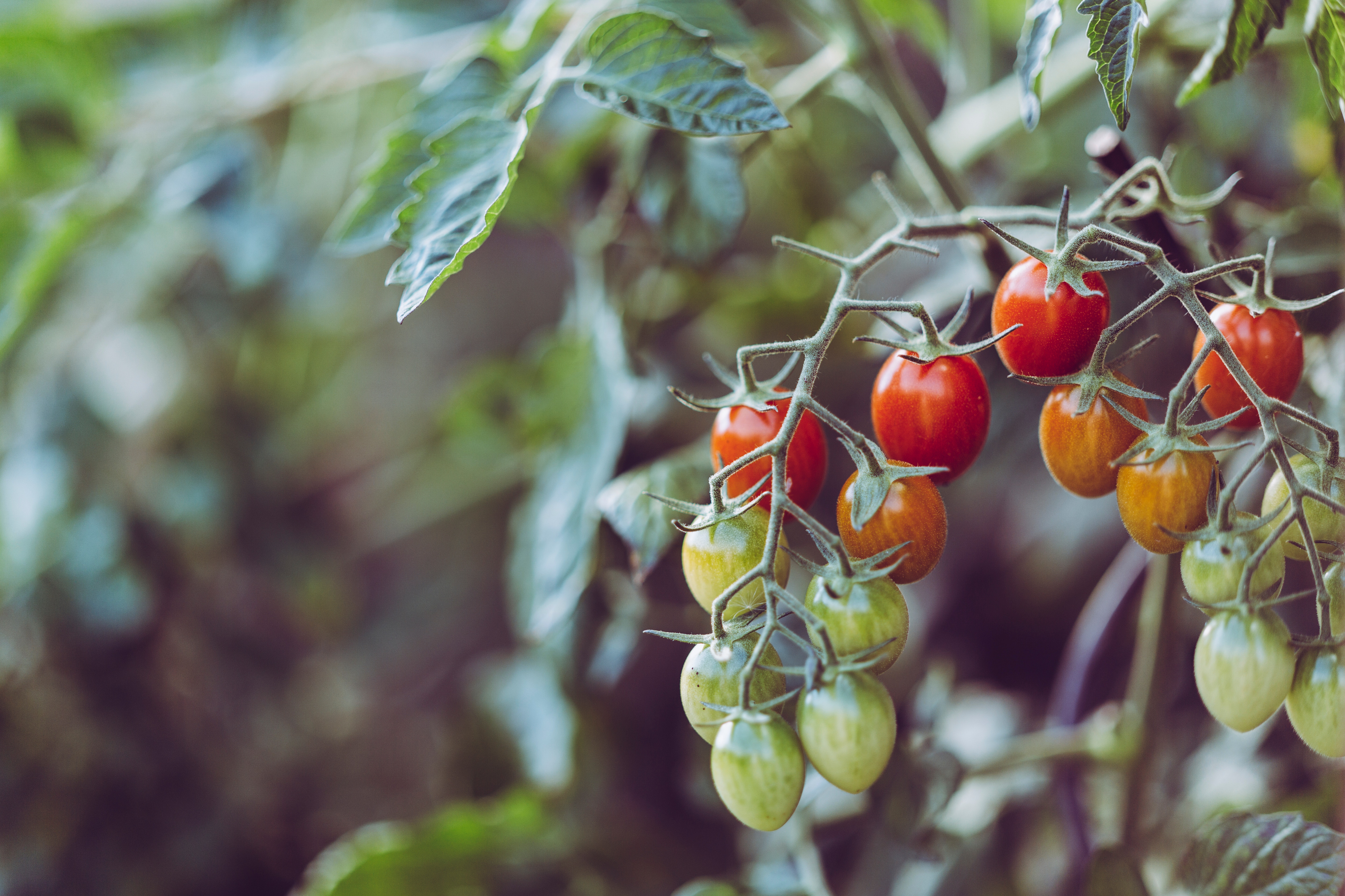 Tomatplanta med tomatklasar