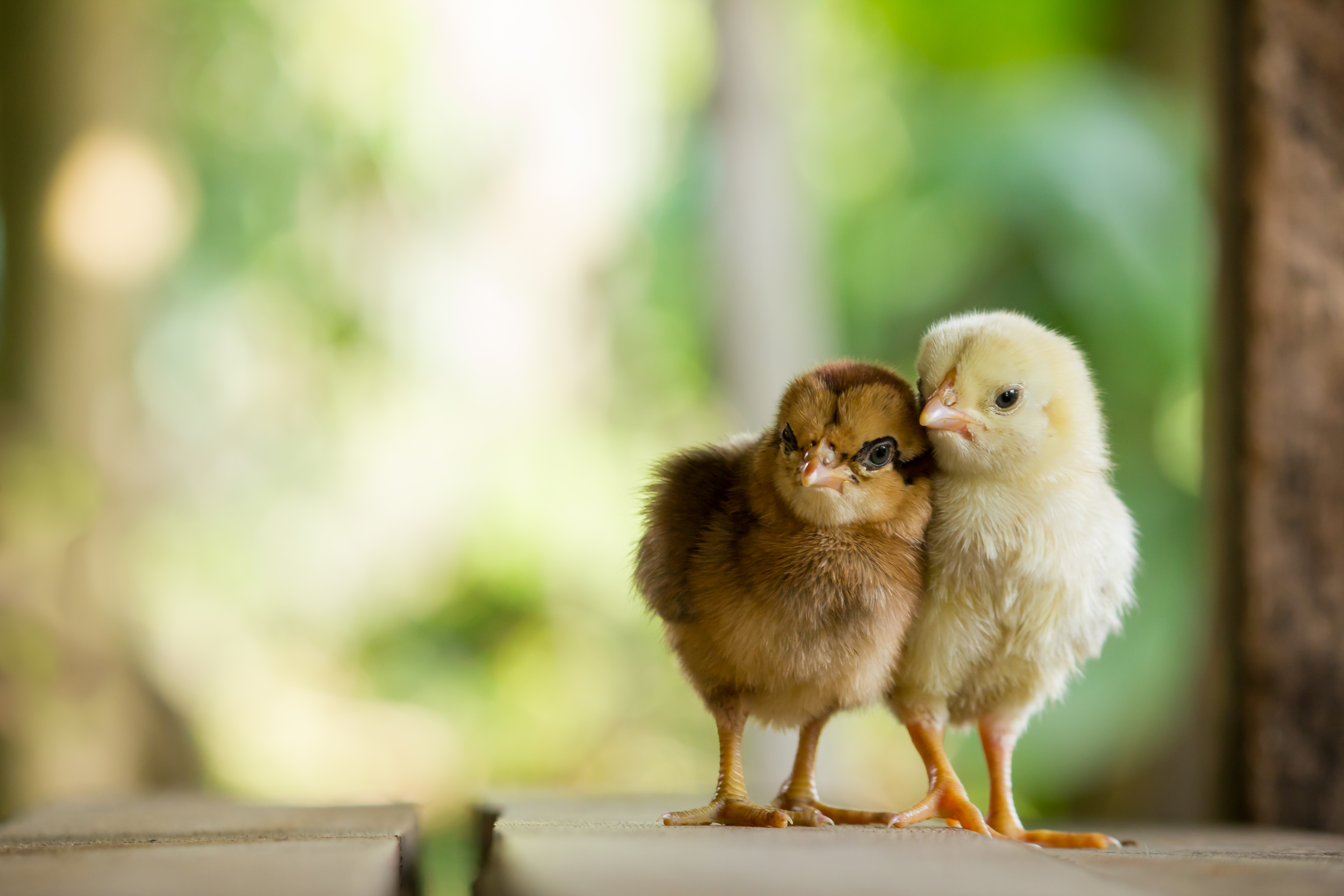 Foto: Santirat Praeknokkaew / Shutterstock Två små kycklingar en med brun och en med gul färg på grön eller naturlig bakgrund och på trägolv.