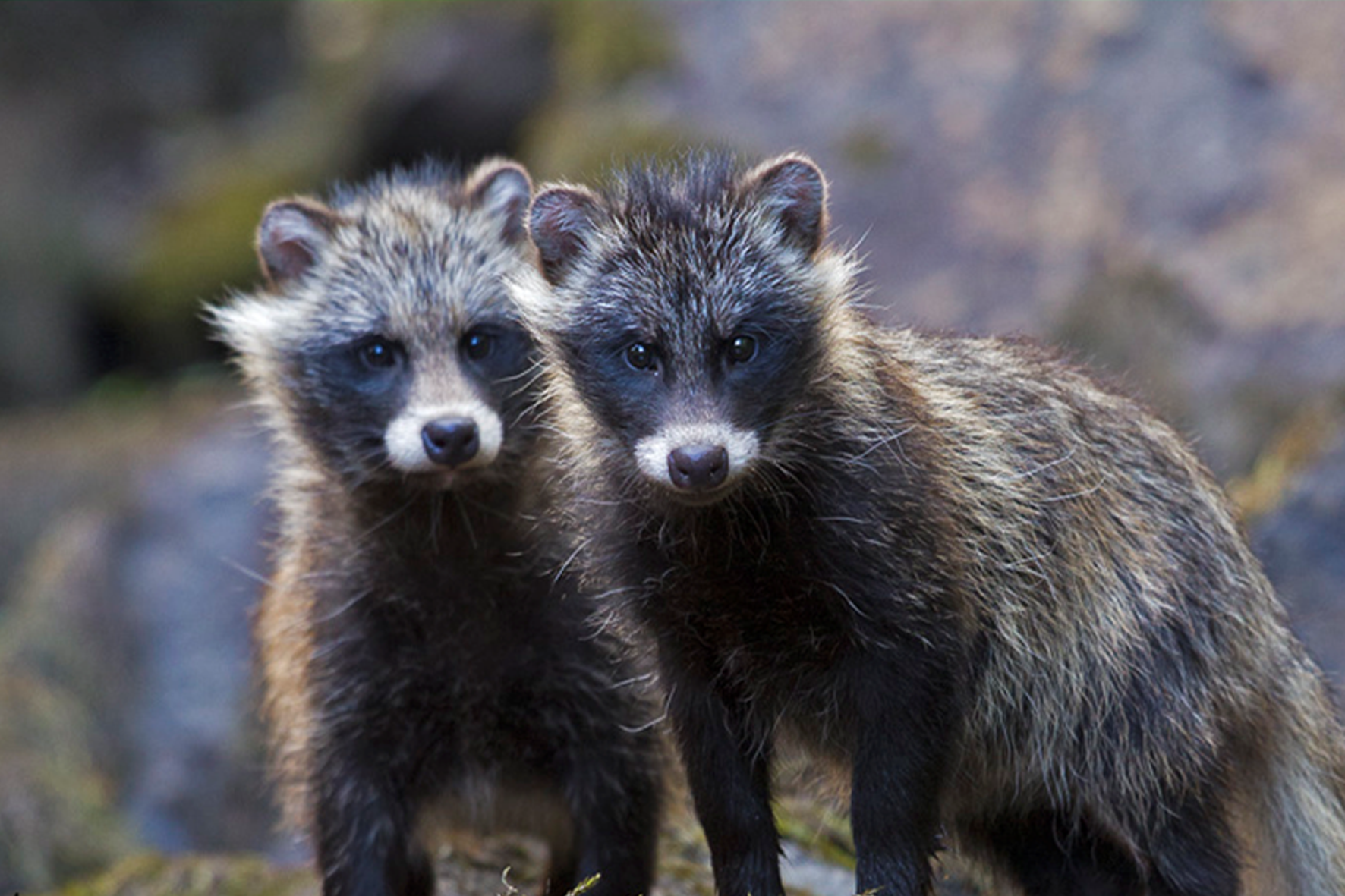 Foto: Fur free alliance fur free retailer