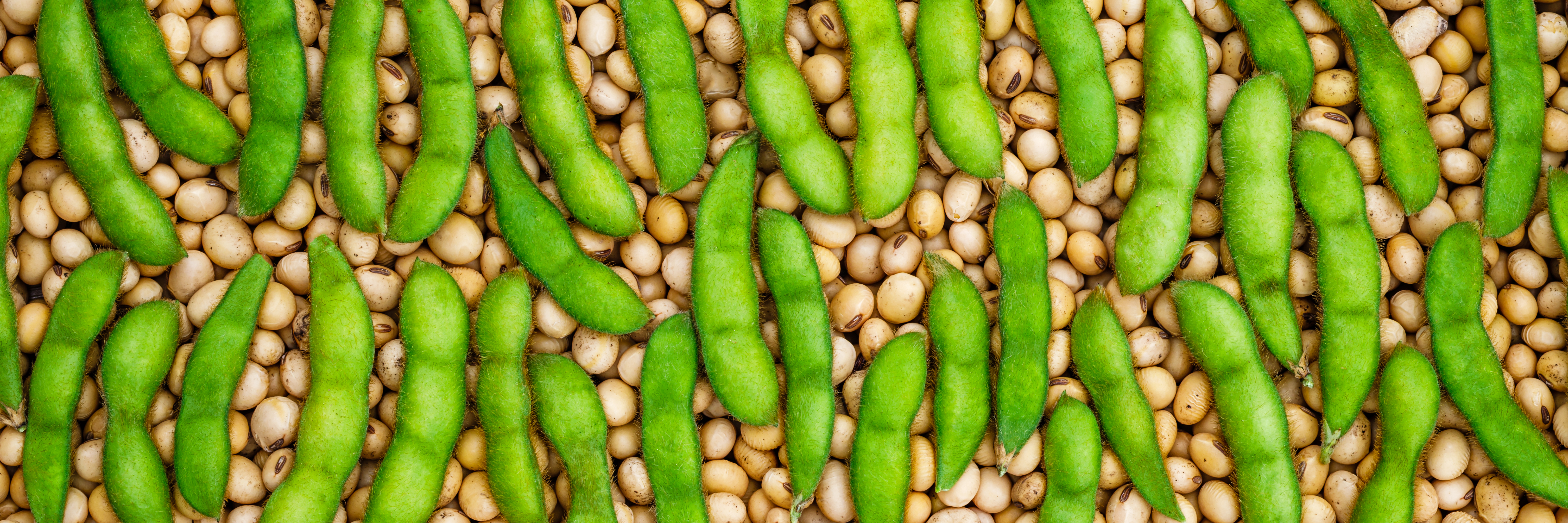 Foto: Shutterstock / nnattalli Sojabönor i skidor liggandes ovanpå yta täckt av skalade sojabönor