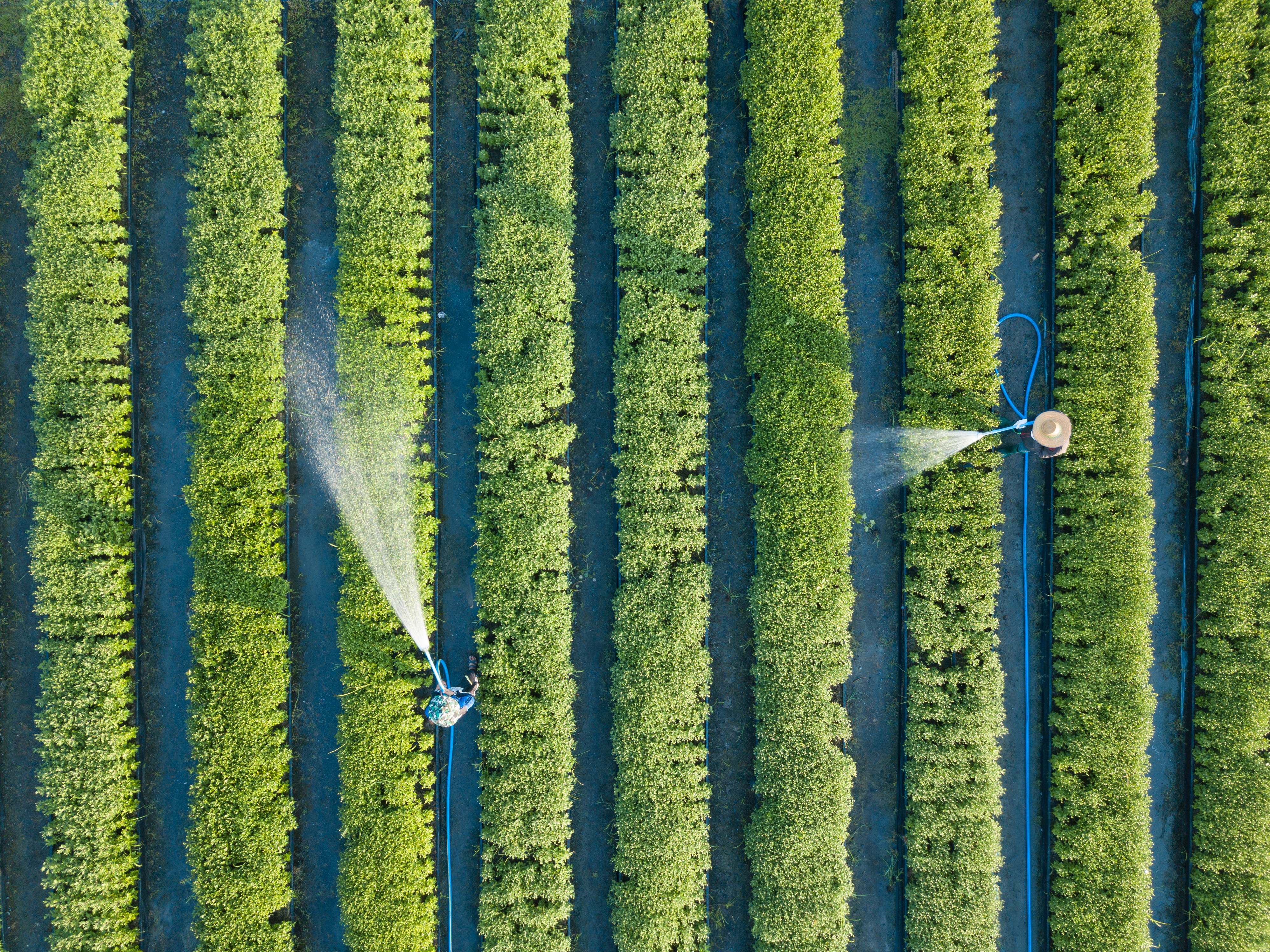 Foto: Aakarawut / Shutterstock Odlingsfält med vattenspridare, fotat ovanifrån