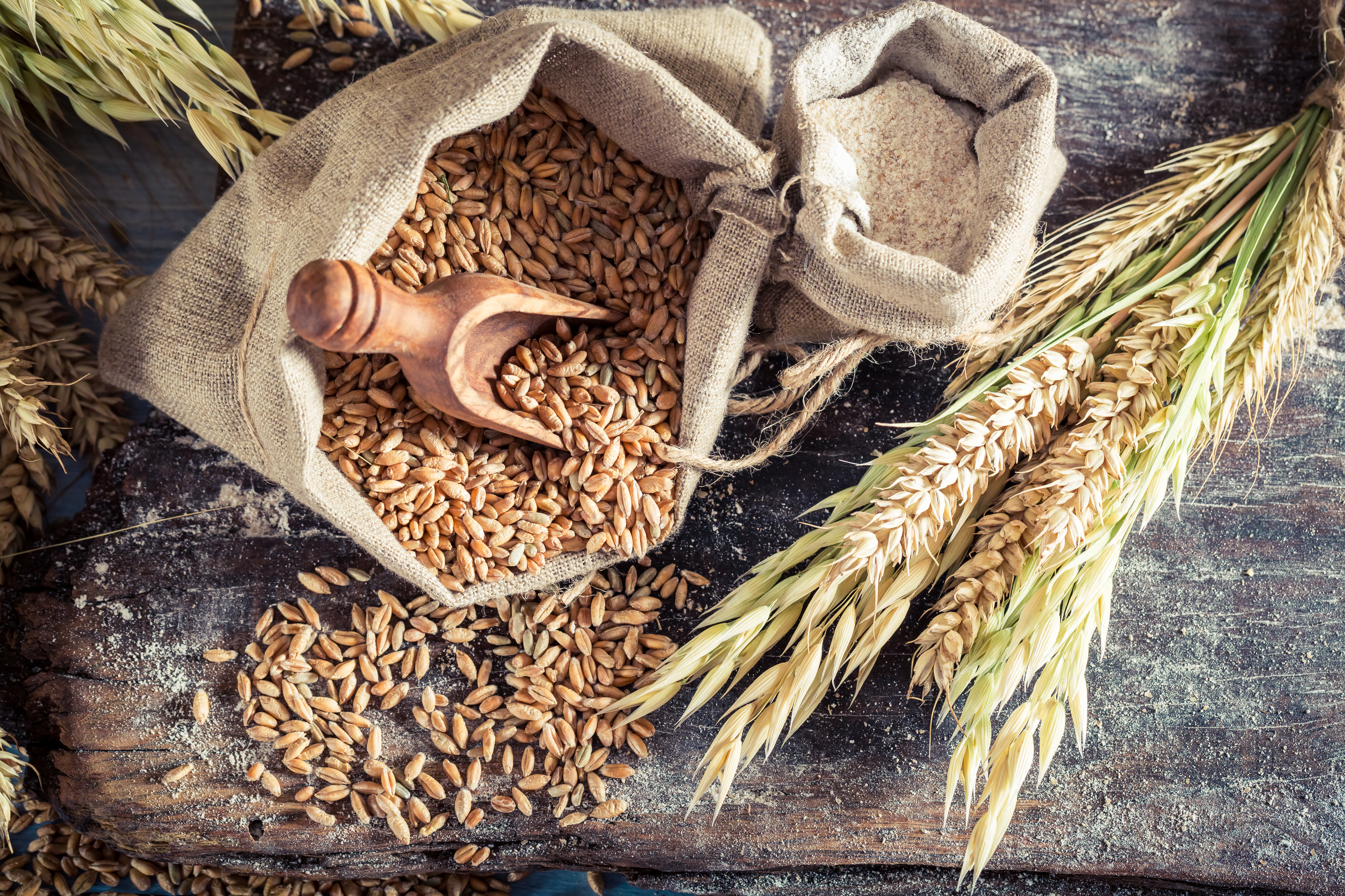 Foto: Shaiith/Shutterstock En jutesäck med fullkorn och en träskopa i mot ett mörkt bord.