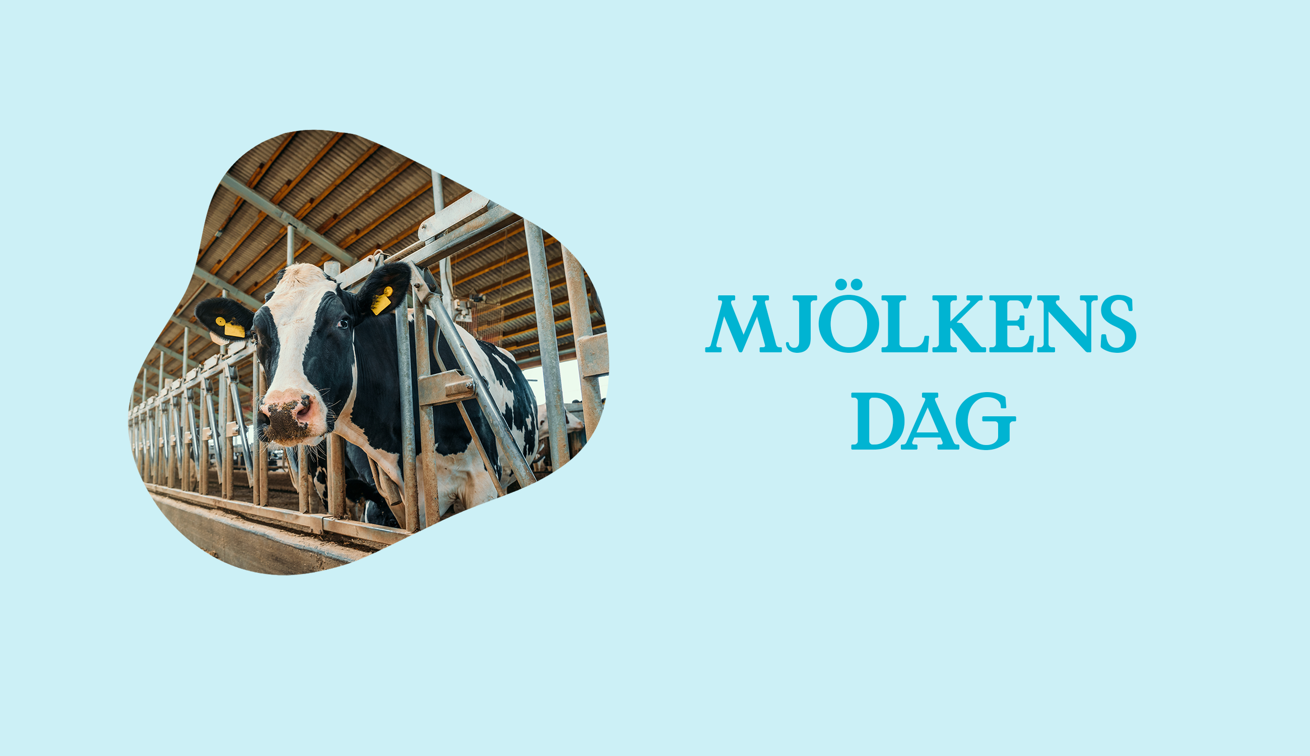 Foto: DedMityay/Shutterstock Urklipp av en ko i mejeriindustrin mot en ljusblå bakgrund med texten "mjölkens dag"