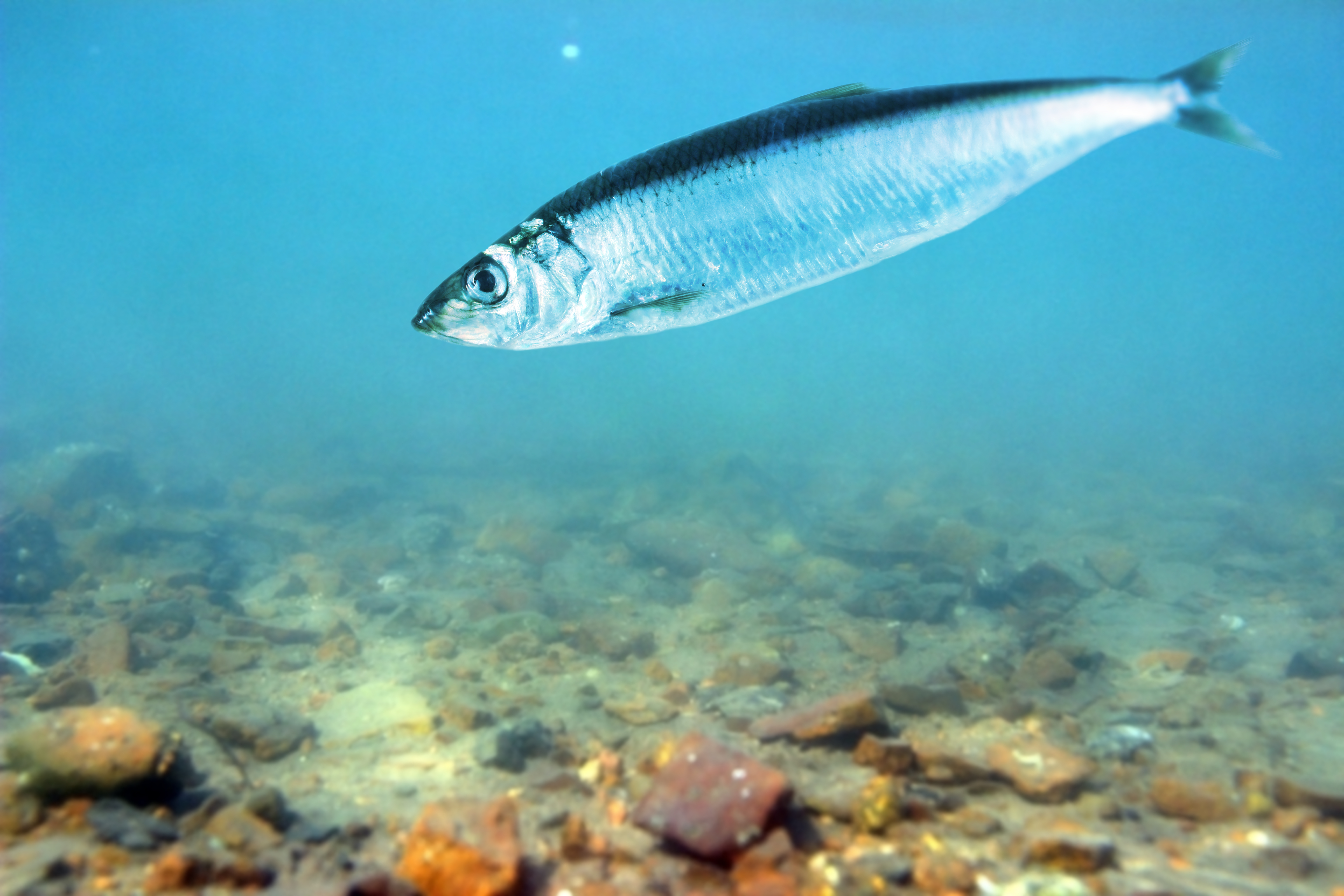 Foto: Alex Coan/Shutterstock Sill i havet. Undervattensvy.