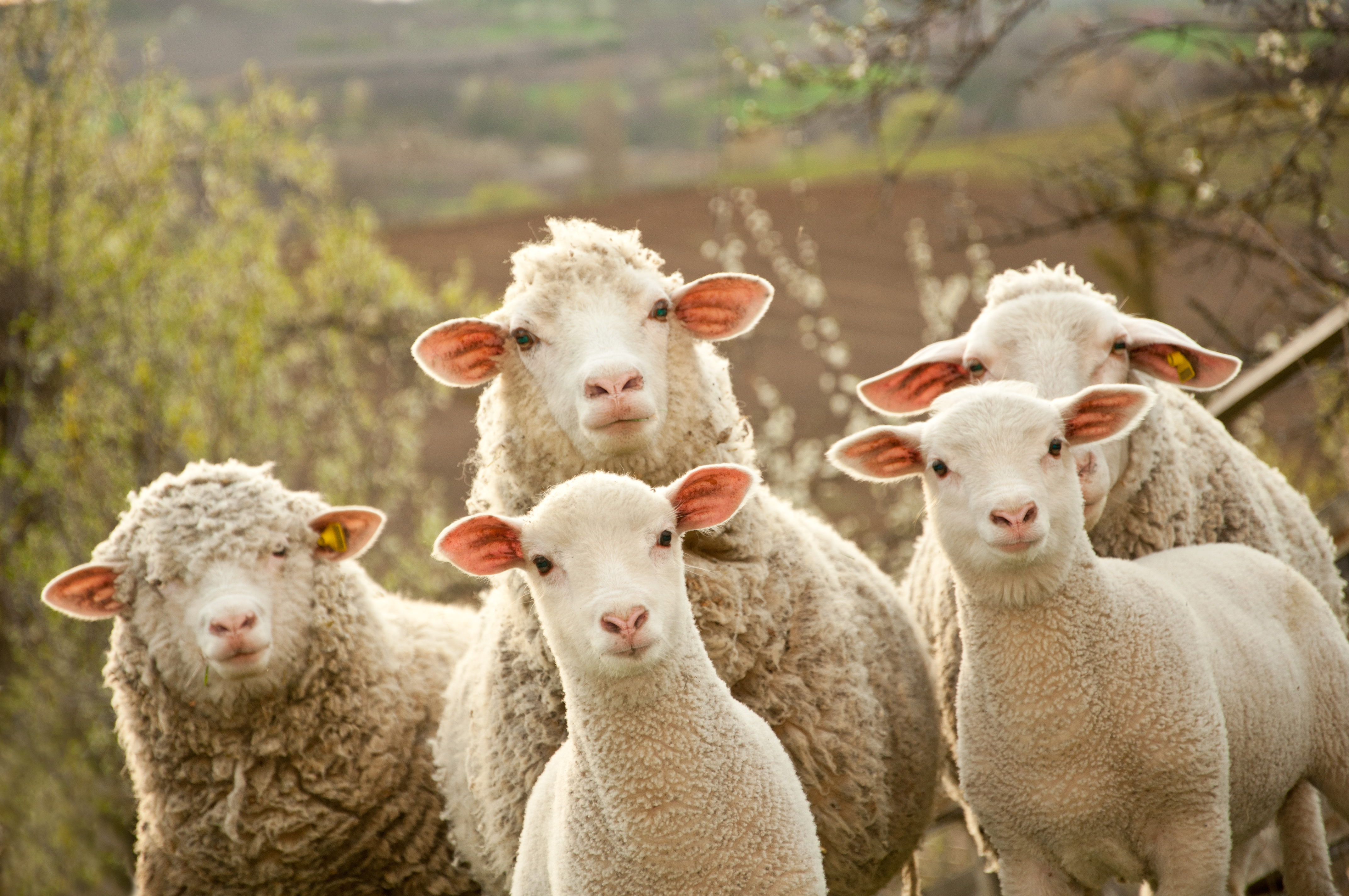Foto: Baronb/Shutterstock får inom en mob tur att kolla in fotografen