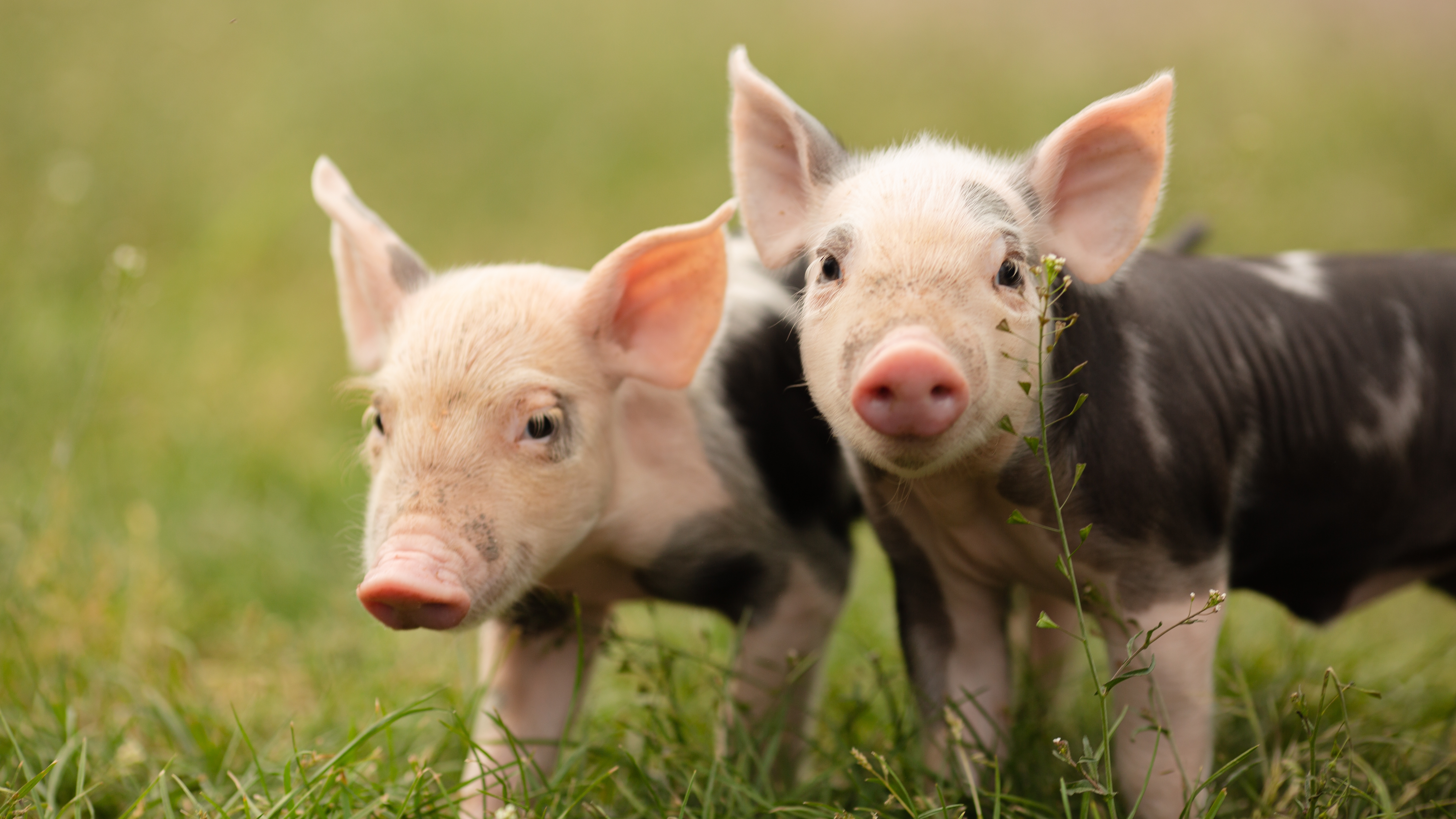 Foto: Bogdan Cherniak/Shutterstock Two cutie and funny young pig is standing on the green grass. Happy piglet on the meadow, small piglet in the farm posing on camera on family farm. Regular day on the farm