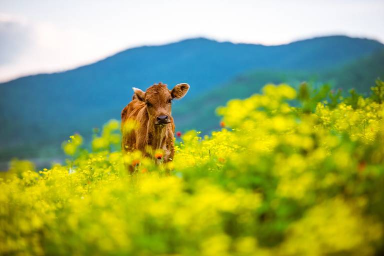 En brun ko ute på ett fält 