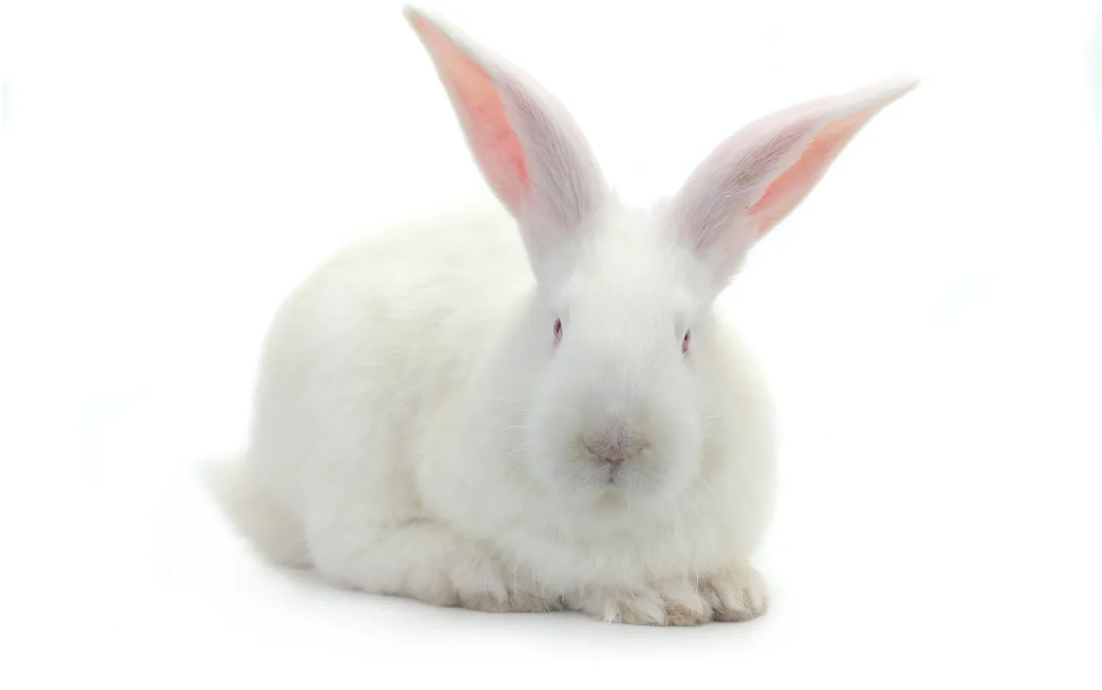 Bild på vit kanin