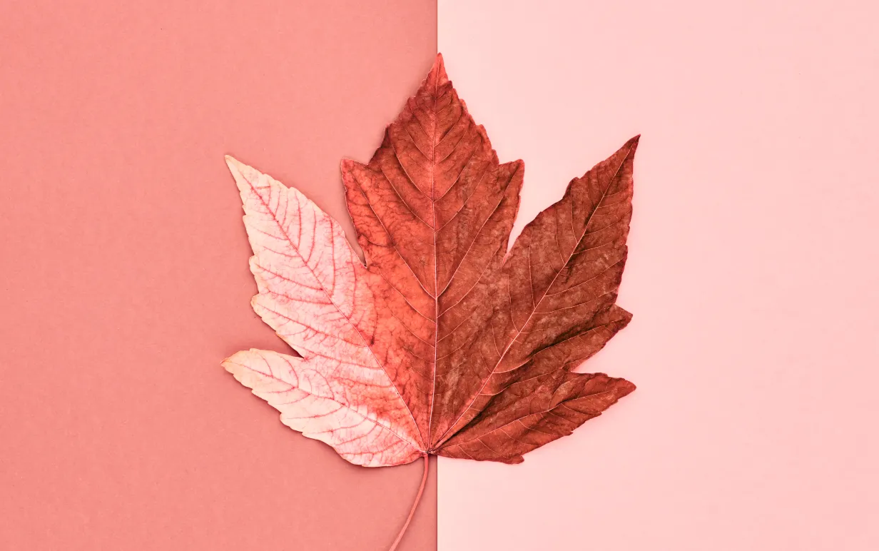 röd/rosa löv på röd/rosa bakgrund