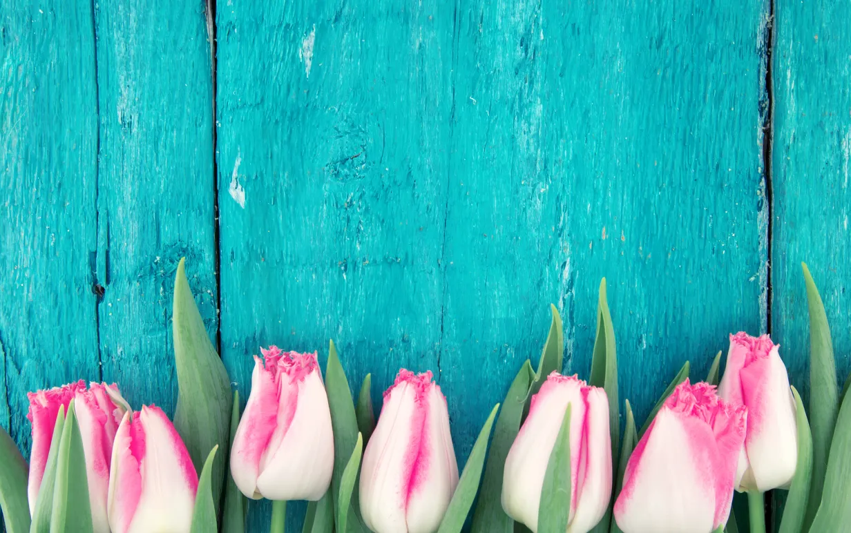 Turkos bakgrund och rosa tulpaner