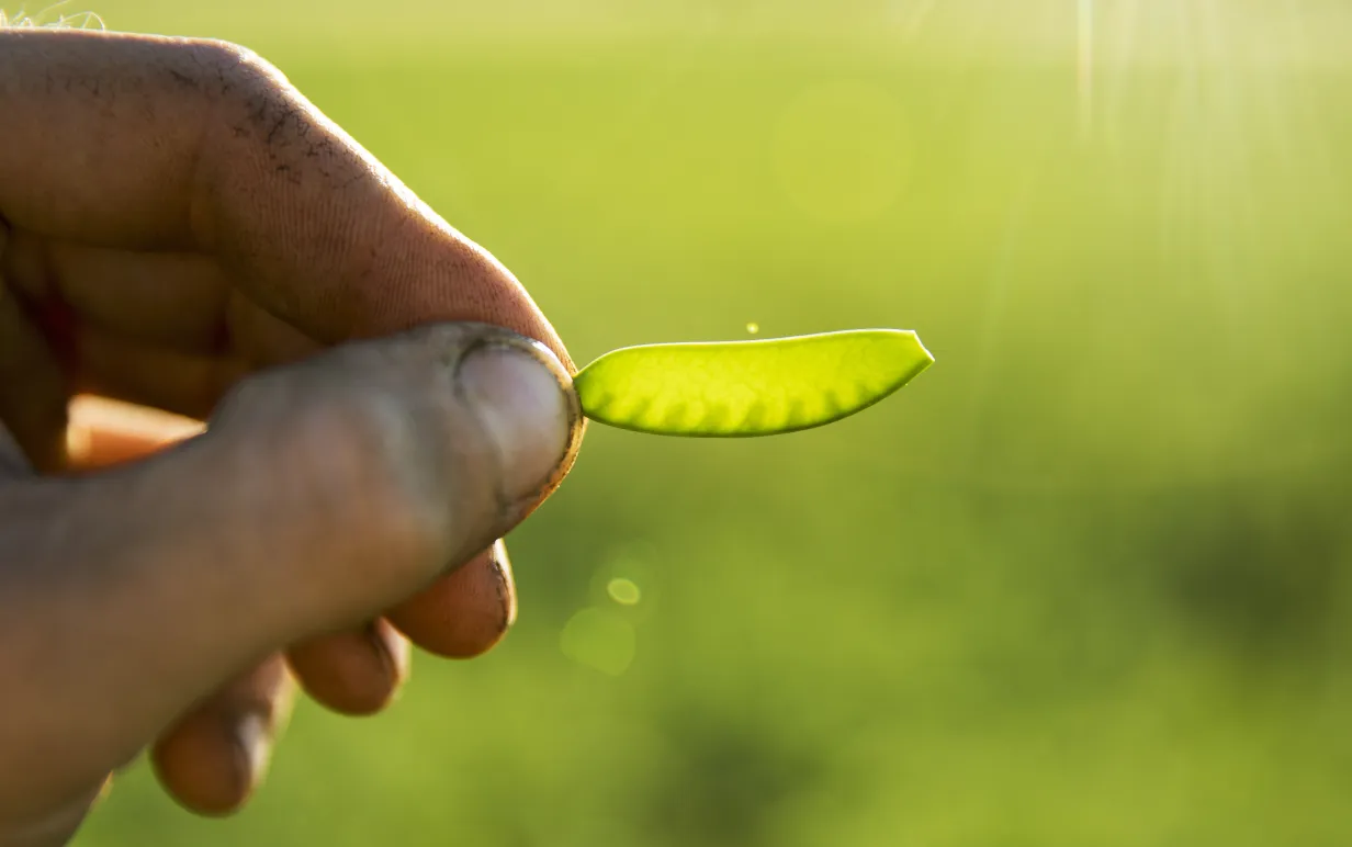 Person håller upp en gul ärta.