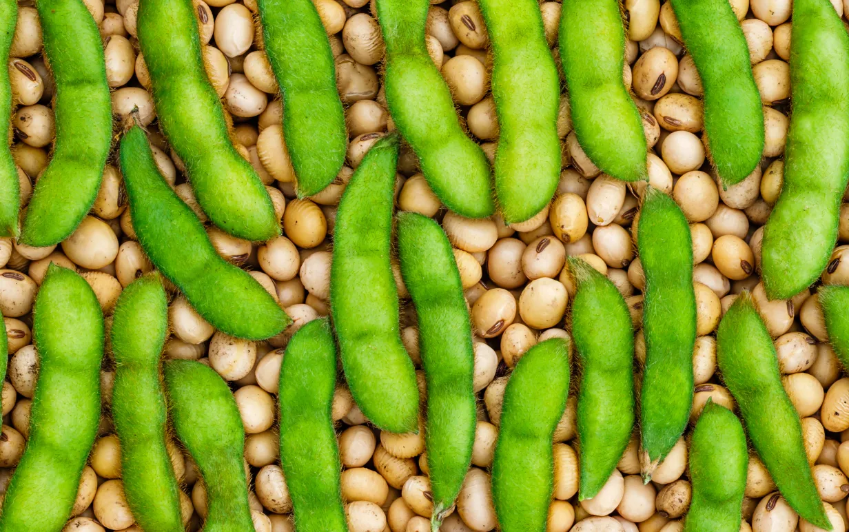 Färska och torkade sojabönor