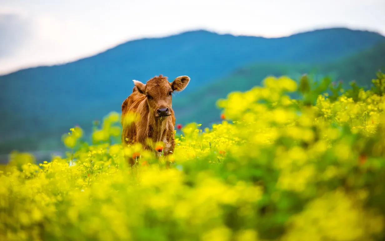 En brun ko ute på ett fält