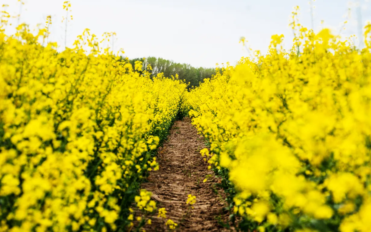 En bolmande stig på en rapsfält