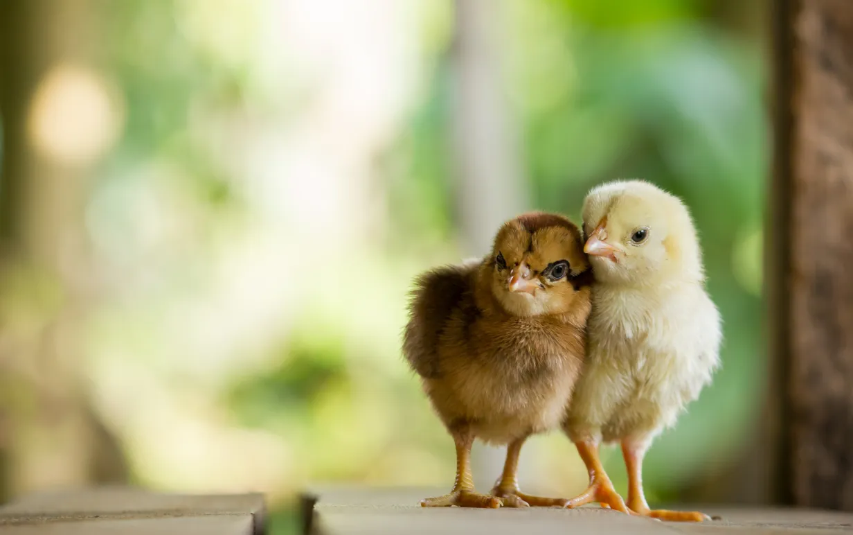 Två små kycklingar en med brun och en med gul färg på grön eller naturlig bakgrund och på trägolv.