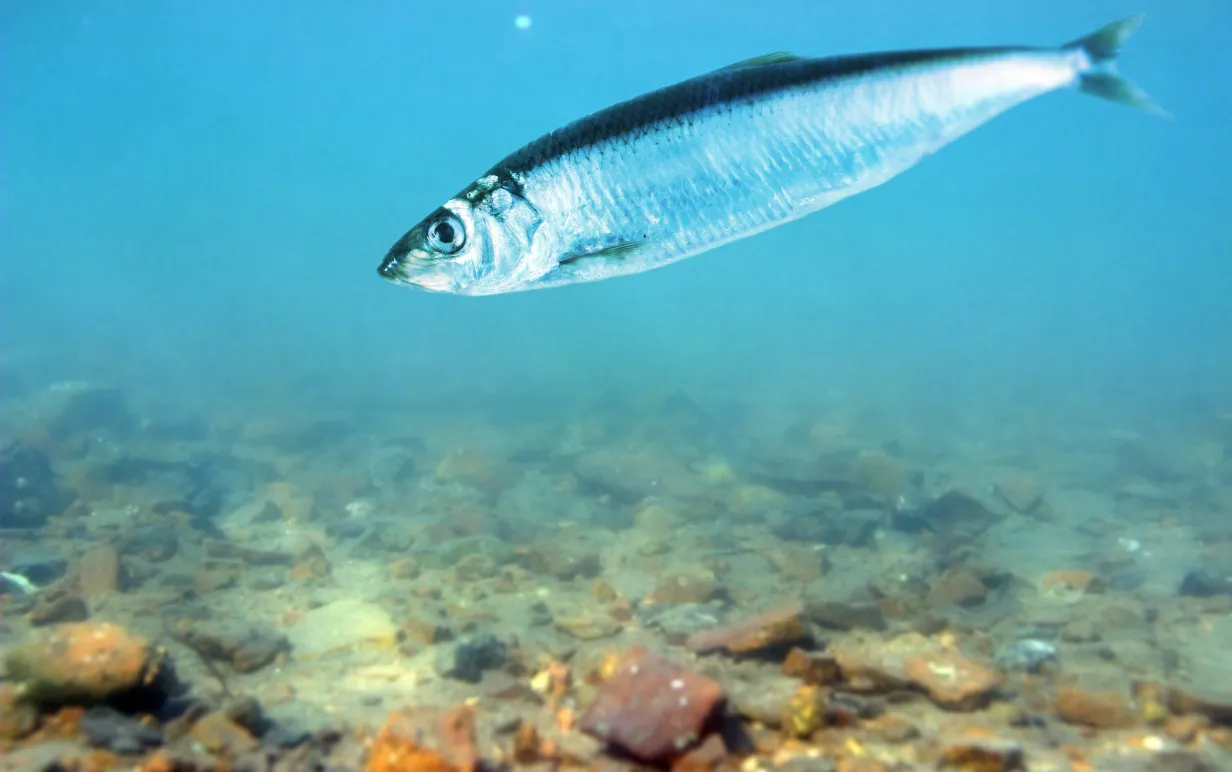 Sill i havet. Undervattensvy.