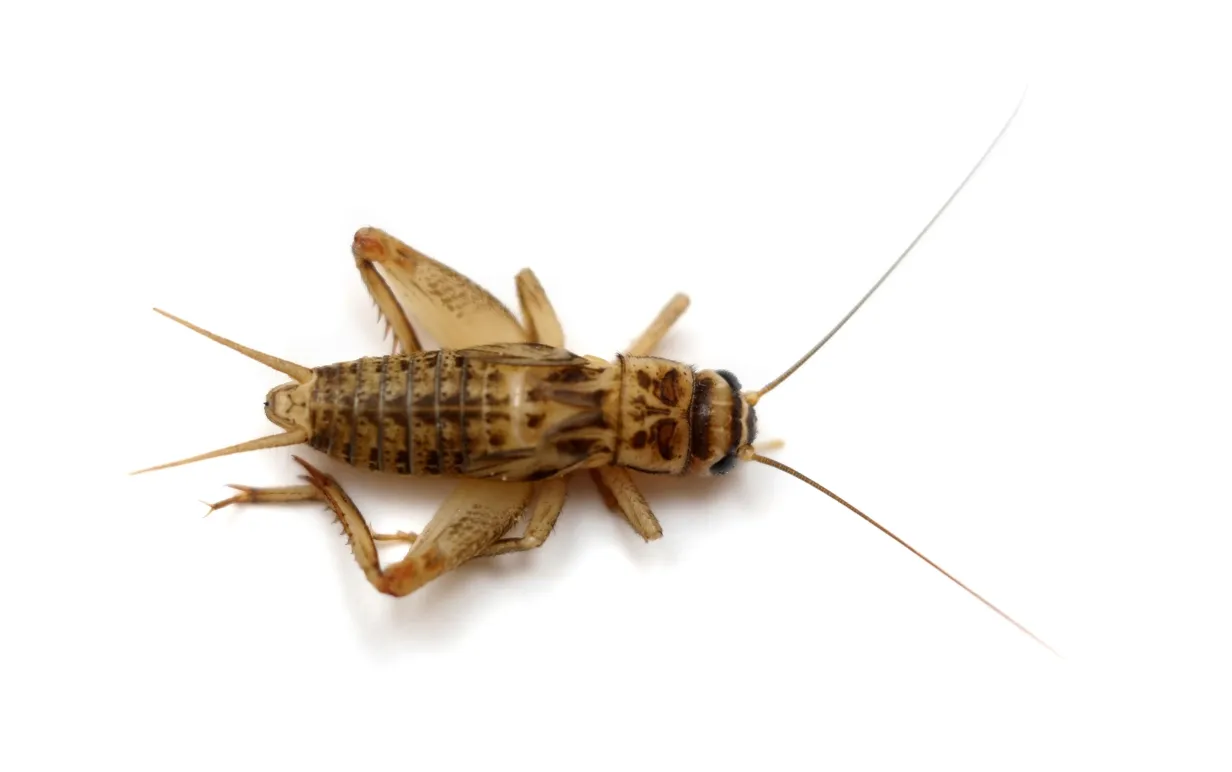 Den vanliga hussyrsan (Acheta domesticus) isolerad på vitt