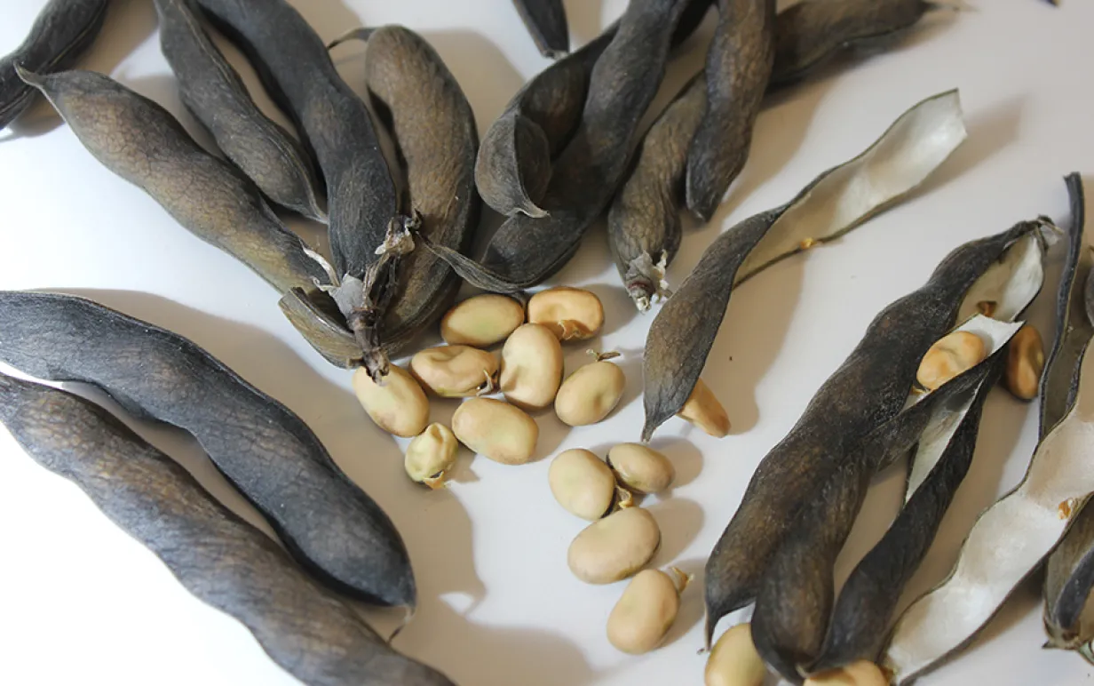 Mogna åkerbönor på ett vitt bord