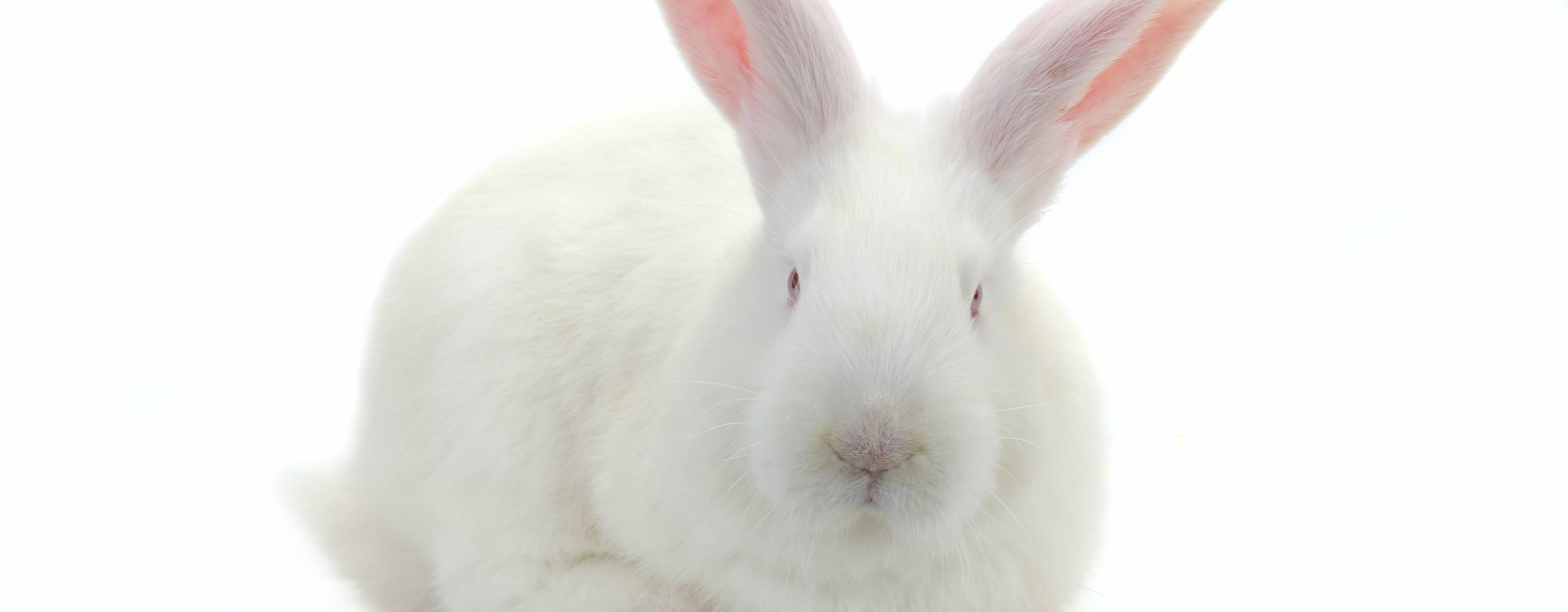 Shutterstock - photomaster Bild på vit kanin