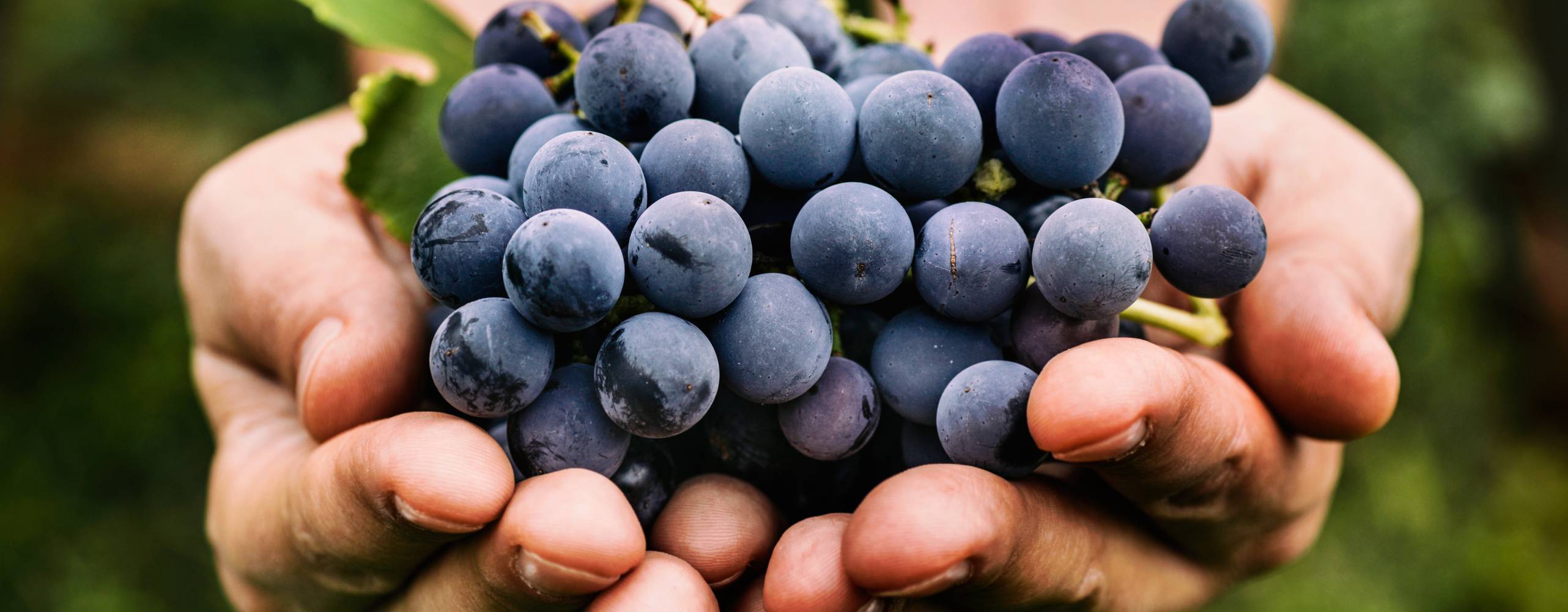 Bild på två händer som håller i vindruvor