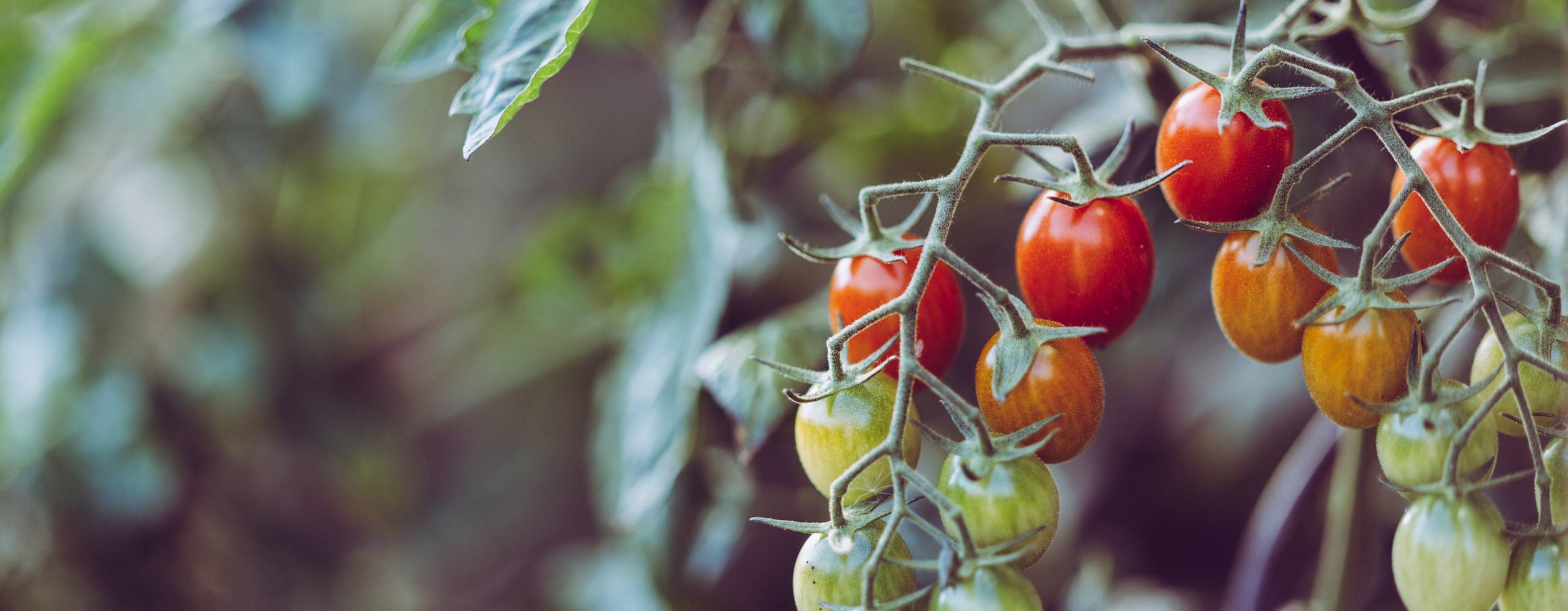Tomatplanta med tomatklasar