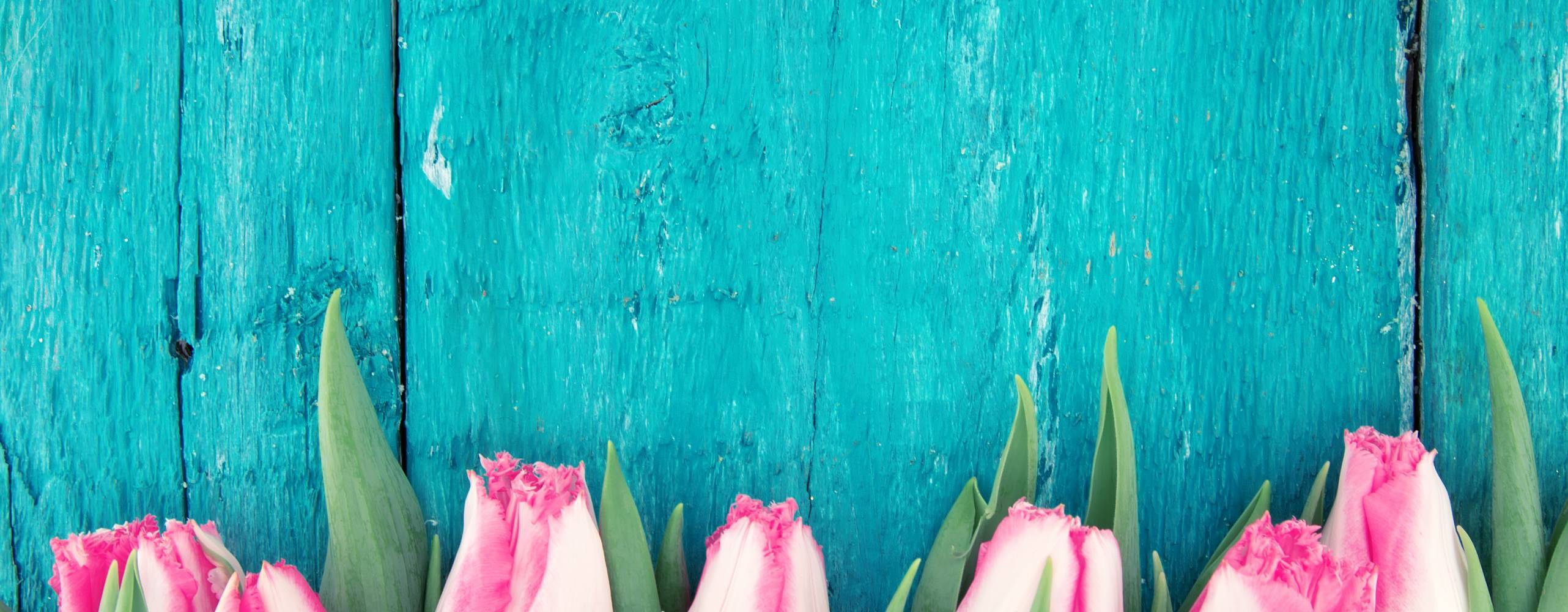 Turkos bakgrund och rosa tulpaner