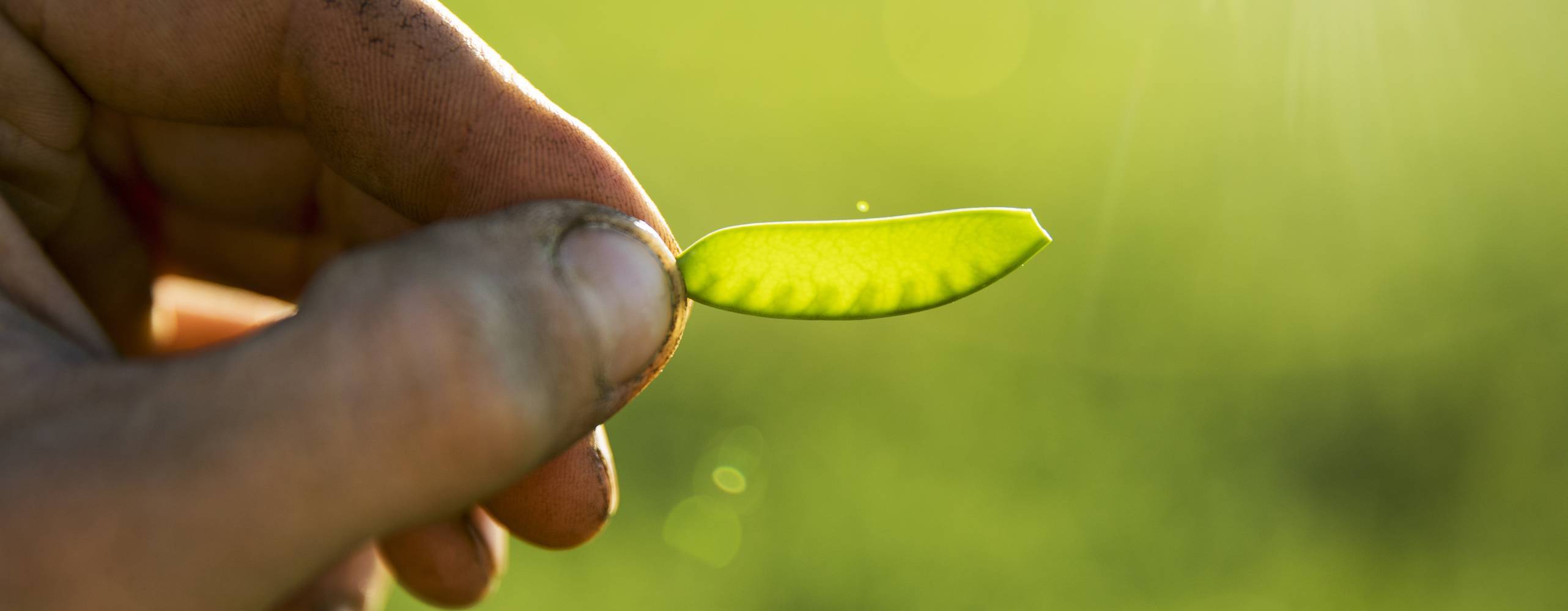 Person håller upp en gul ärta.