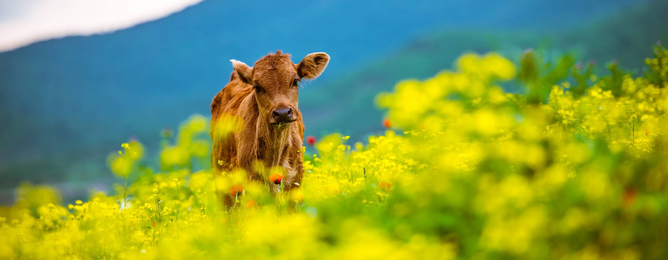 En brun ko ute på ett fält