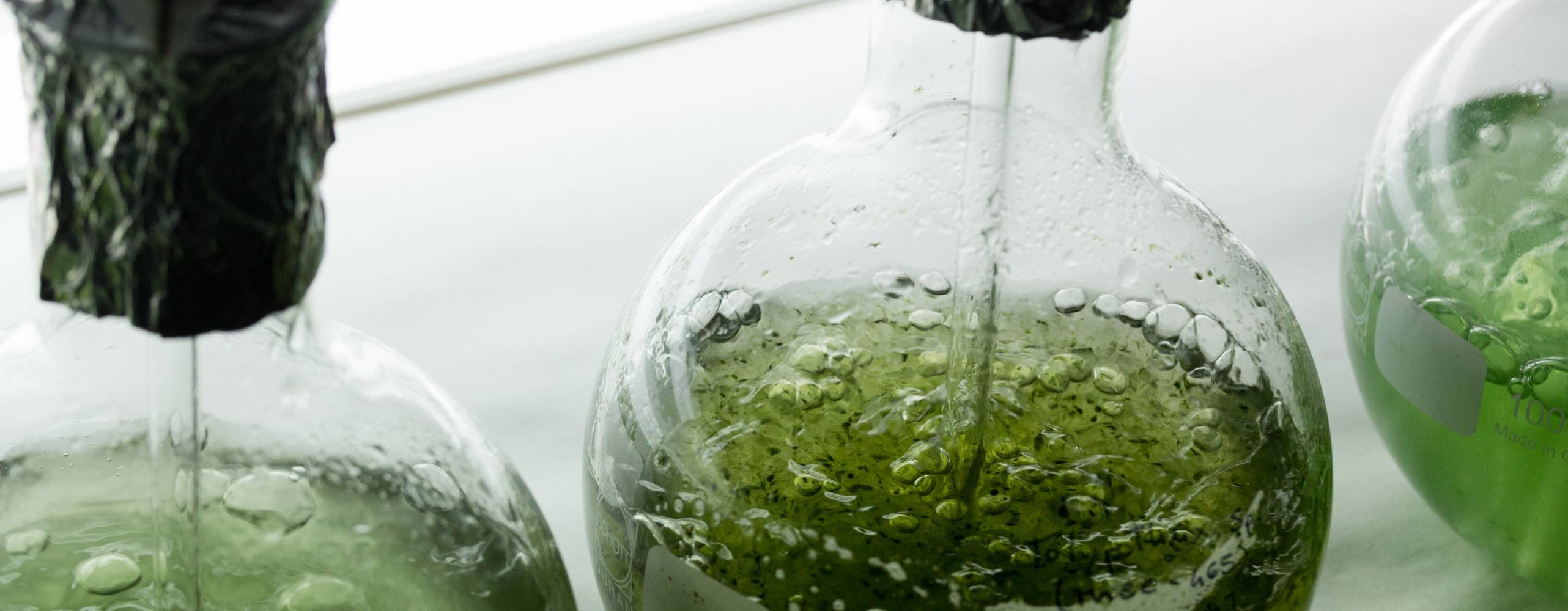 Flaskor fyllda med mikroalger