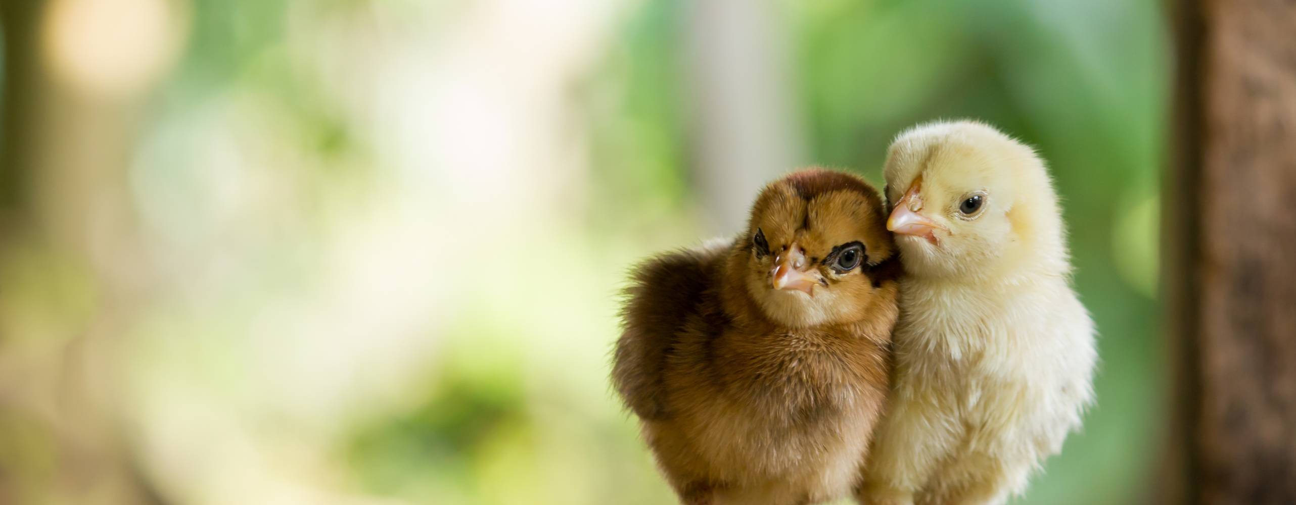 Två små kycklingar en med brun och en med gul färg på grön eller naturlig bakgrund och på trägolv.