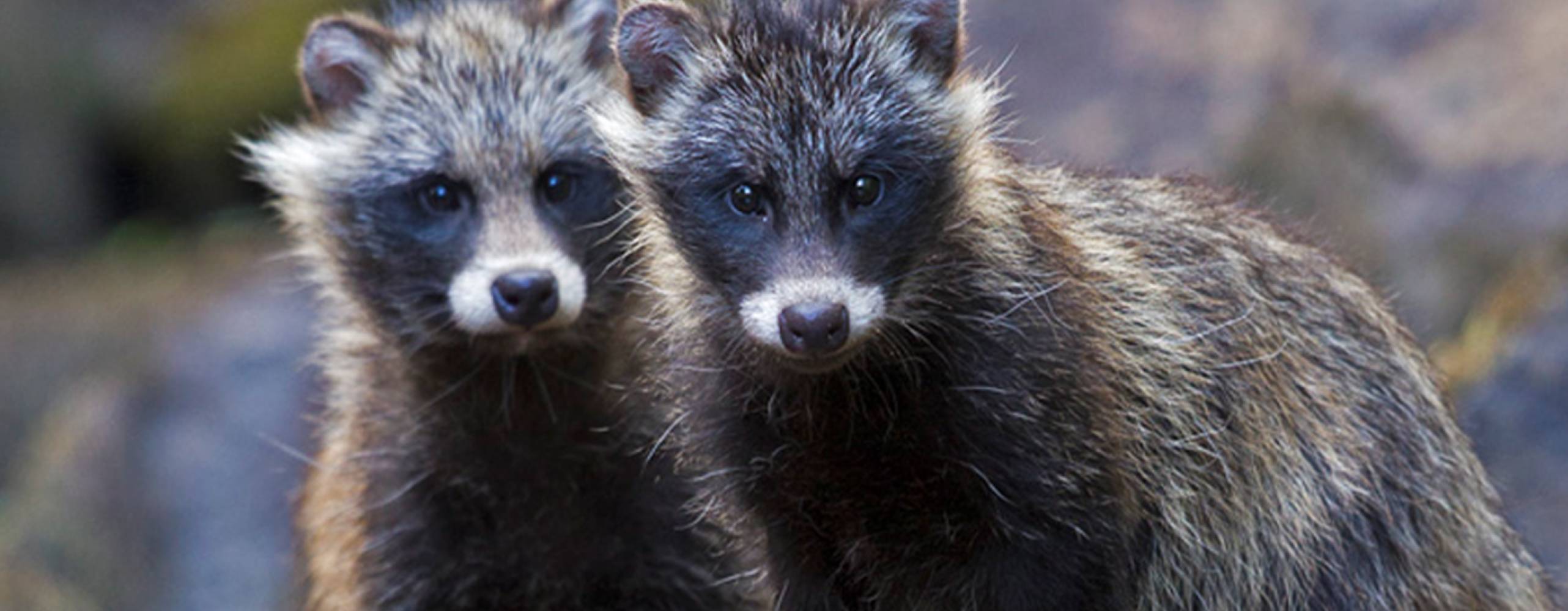 Foto: Fur free alliance fur free retailer