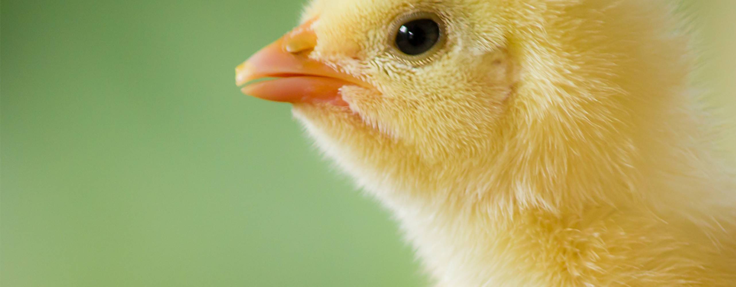 Foto: Shutterstock kyckling