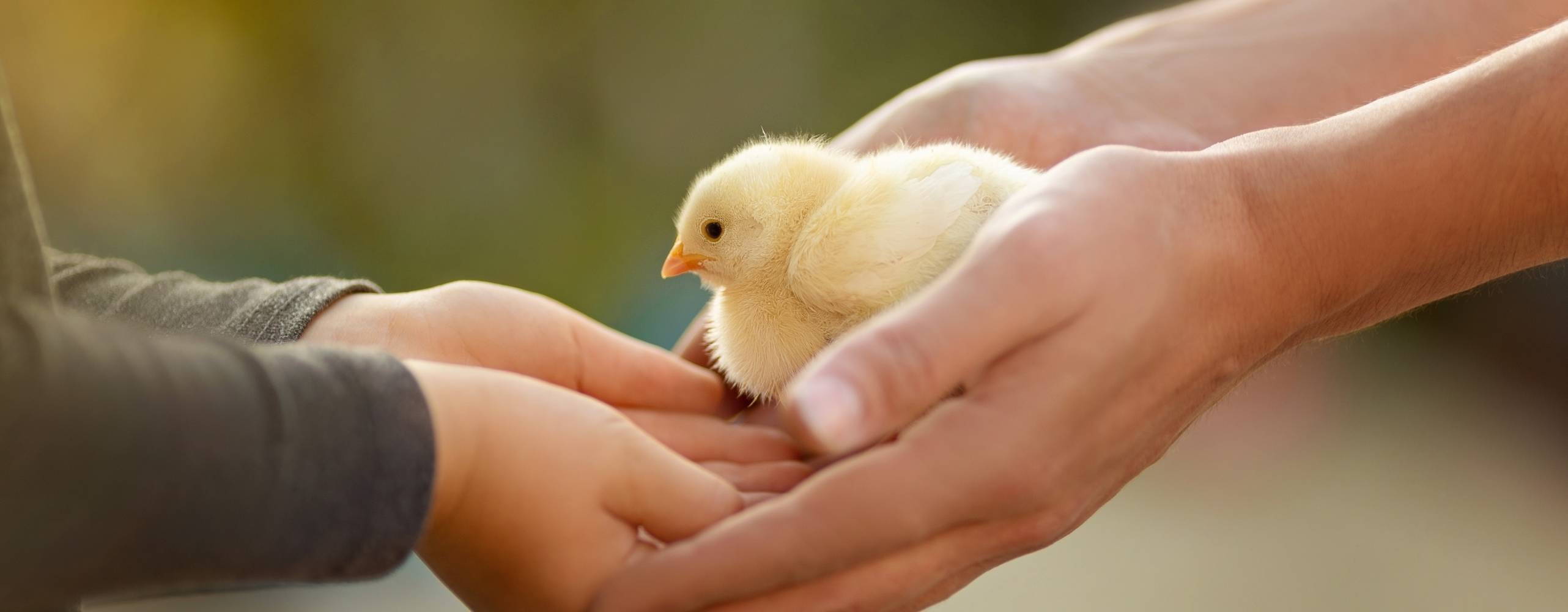 Foto: Alina Bitta / Shutterstock Liten kyckling lämnas över från en vuxens händer till ett barns händer.