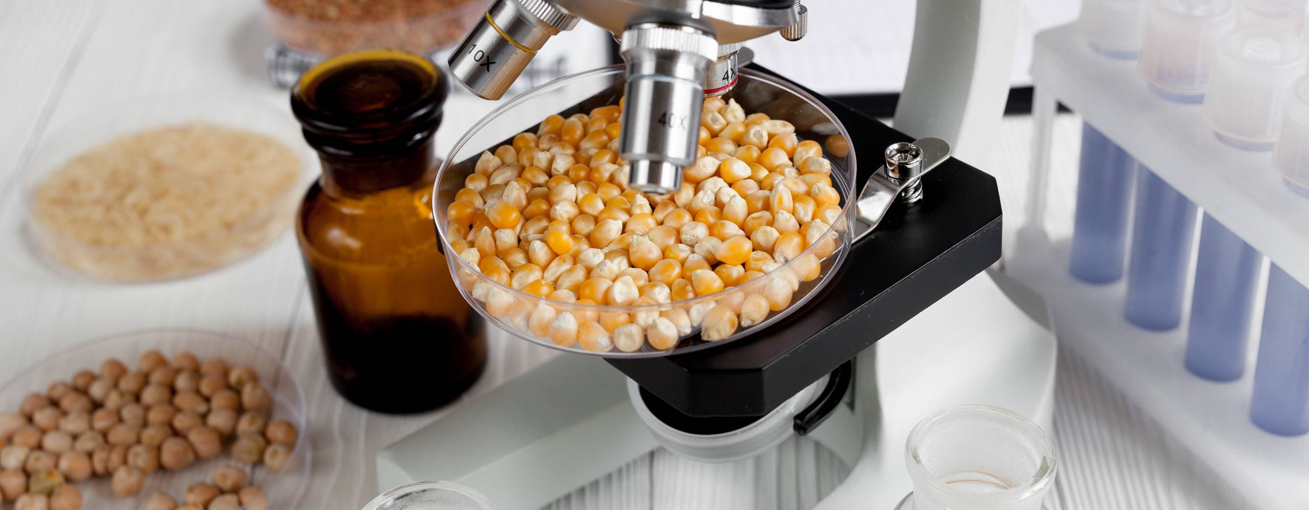 Foto: 279photo Studio / Shutterstock Torkad majs i petriskål under mikroskåp, med andra torkade vegetabiliska livsmedel runt omkring.