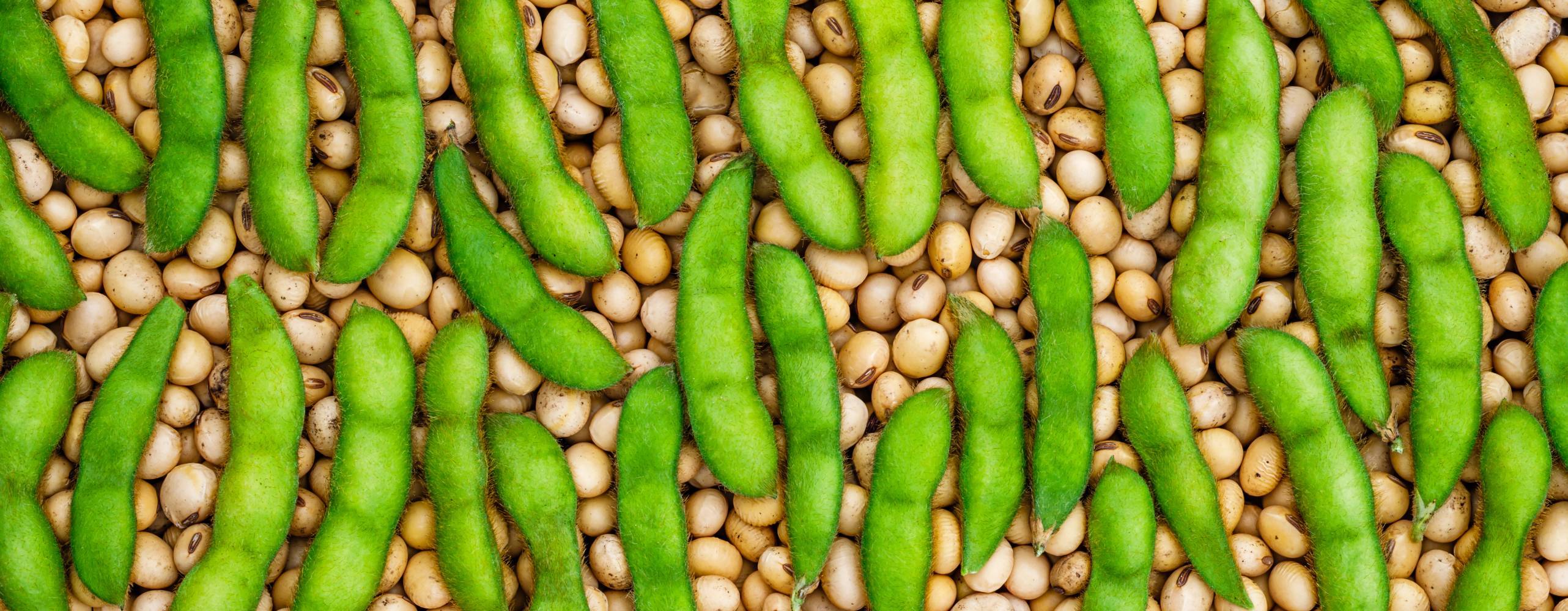 Sojabönor i skidor liggandes ovanpå yta täckt av skalade sojabönor