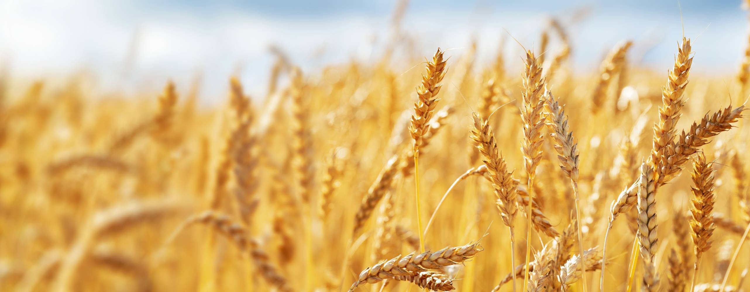 Foto: Nitr/Shutterstock Ett fält med vete.