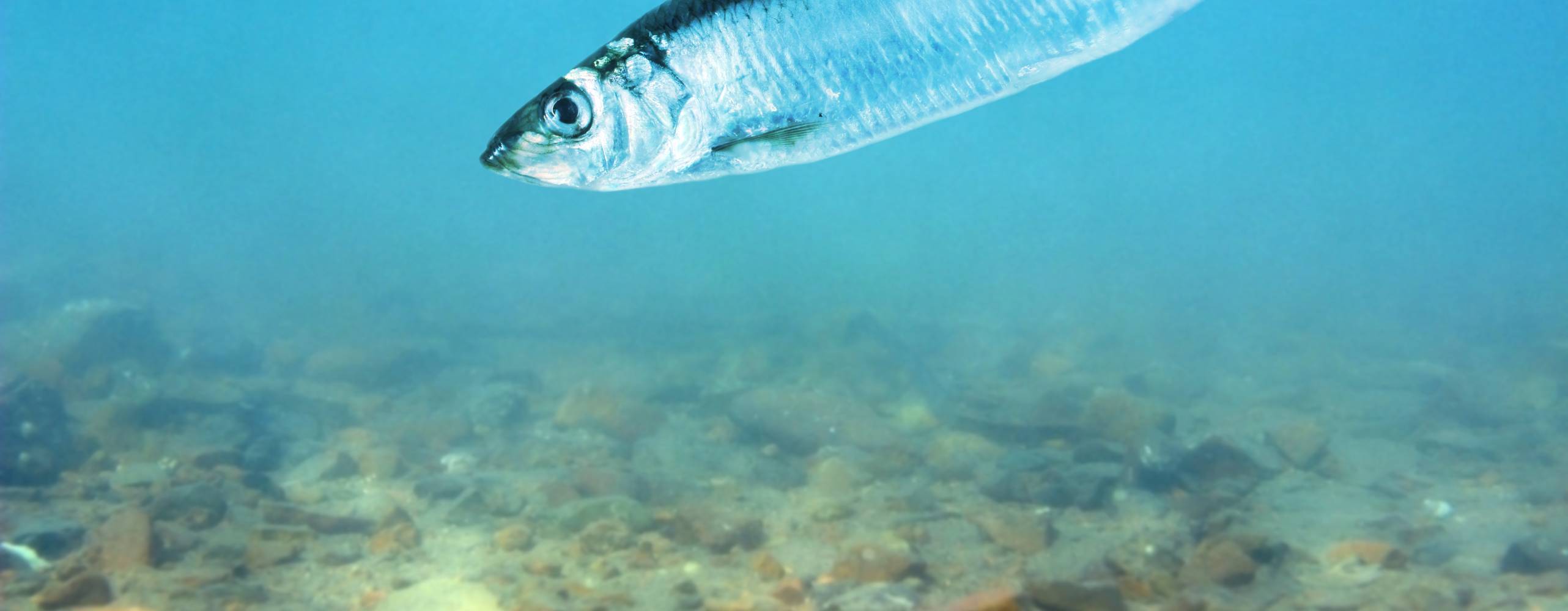 Sill i havet. Undervattensvy.