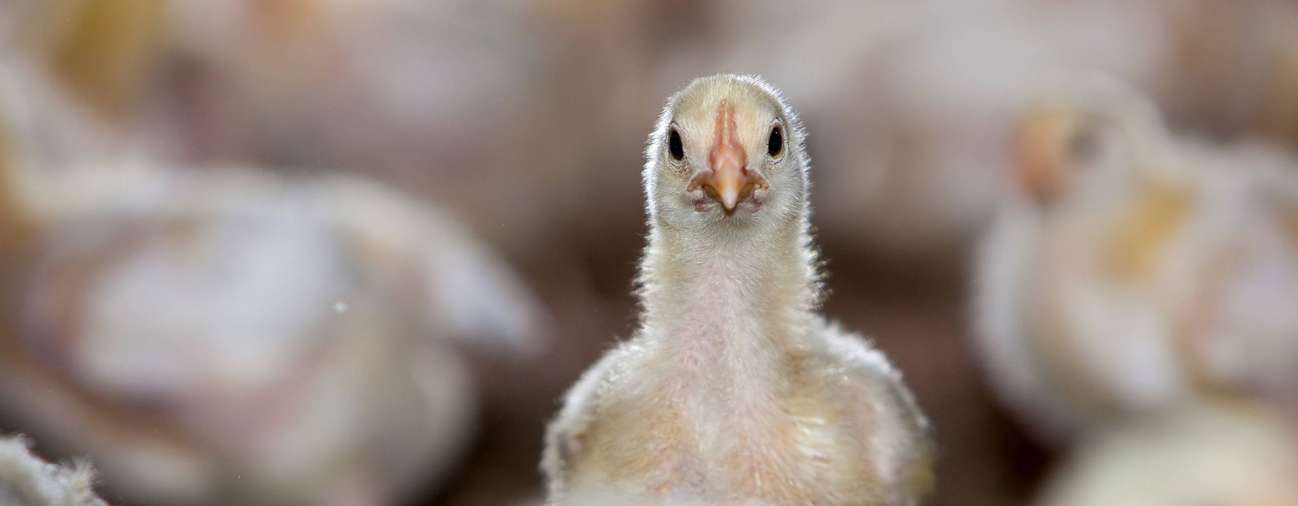 Fokus på en kyckling med massor av suddiga kycklingar i bakgrunden