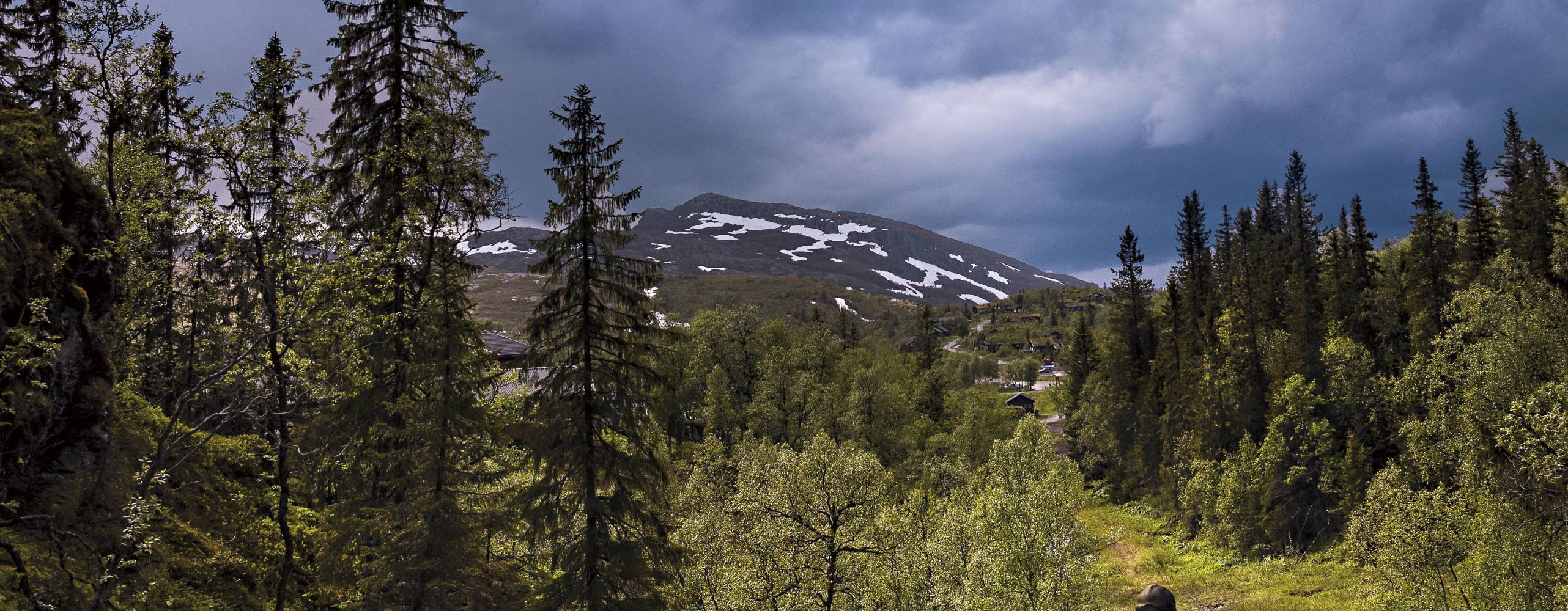 En man som går med en korg i handen i en skog