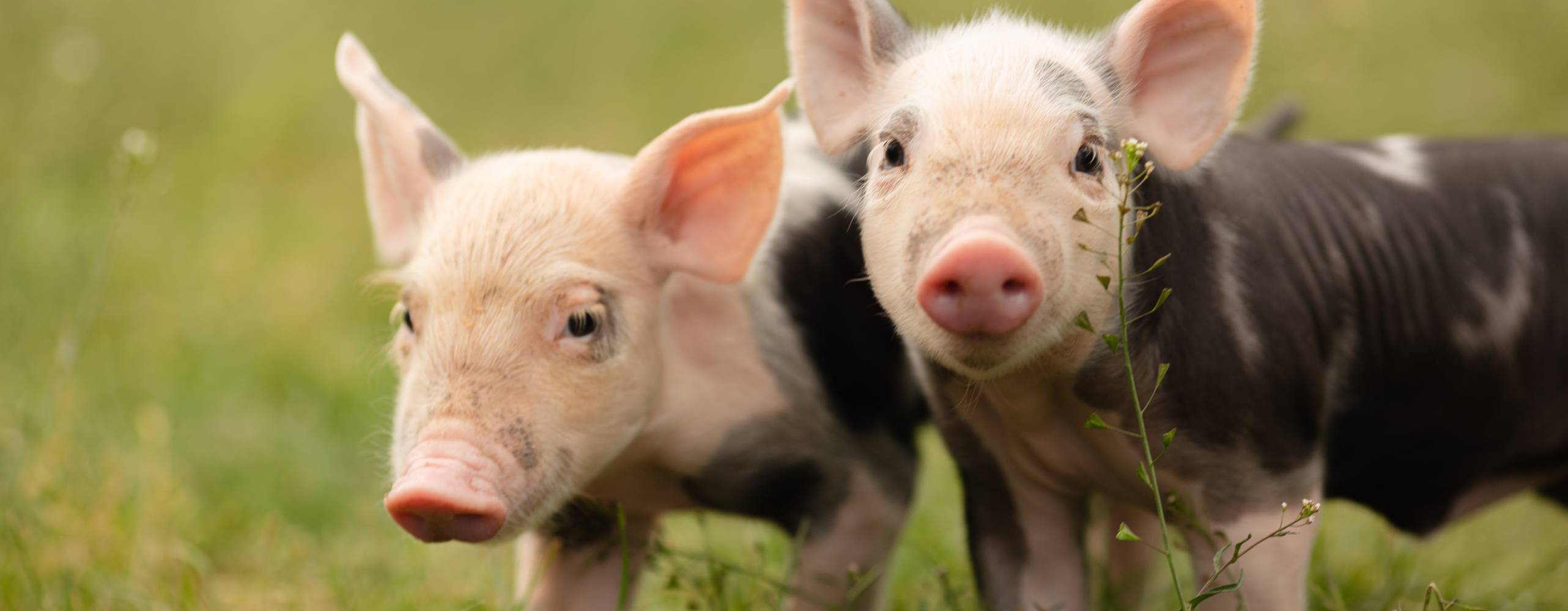 Two cutie and funny young pig is standing on the green grass. Happy piglet on the meadow, small piglet in the farm posing on camera on family farm. Regular day on the farm