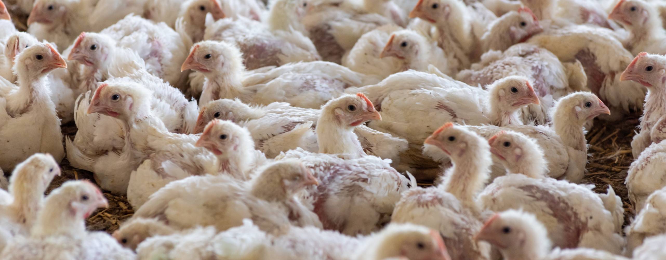 Kycklingar som trängs i en kycklingfabrik