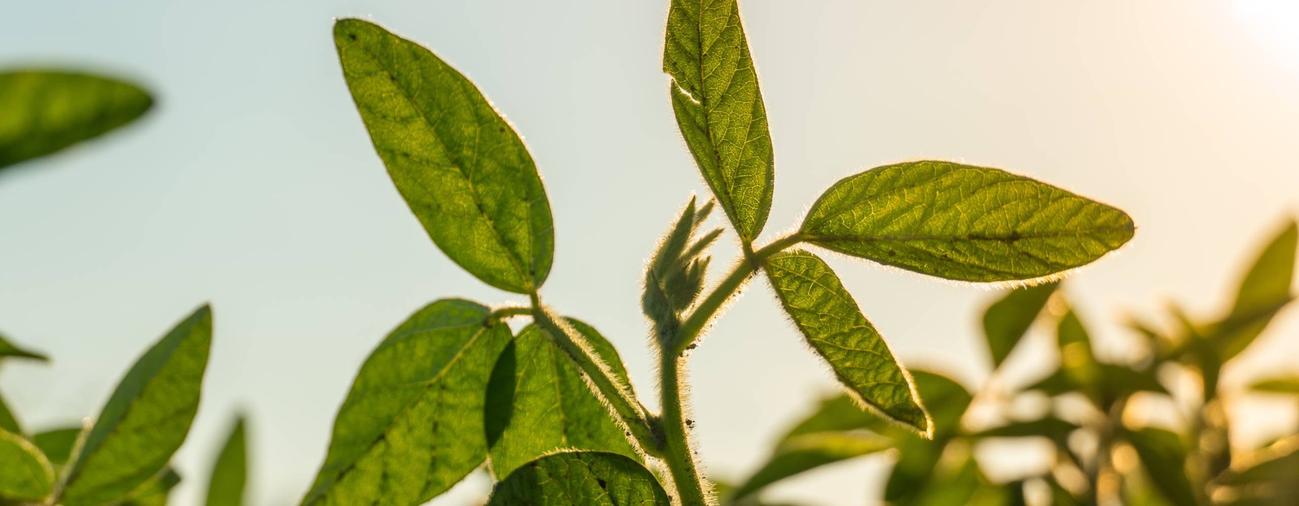 Rader av levande gröna sojaväxter trivs under den varma solen i ett expansivt fält på en gård, vilket symboliserar jordbrukstillväxt och framtida skördar i en lugn miljö